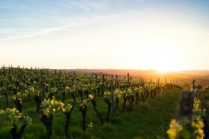 Boudewijn Boer_unsplash