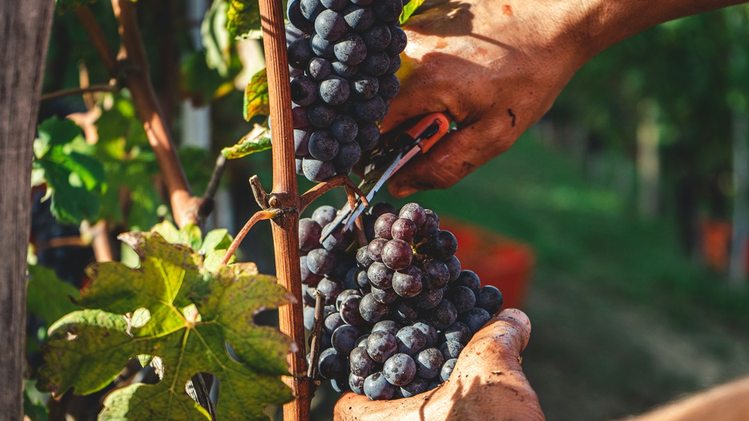 foto Andrea Cairone_unsplash